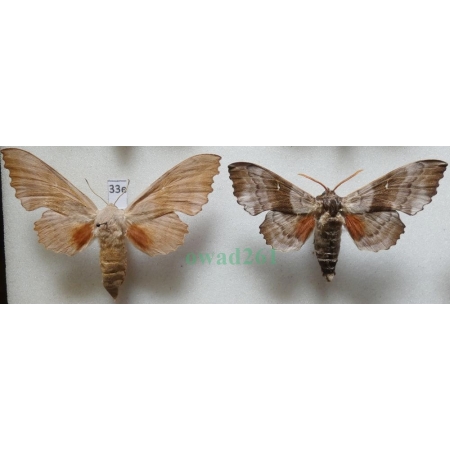 Laothoe populi populi (Linnaeus, 1758) pair Nastrosz topolowiec Poland33e